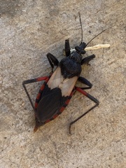 Microtomus purcis