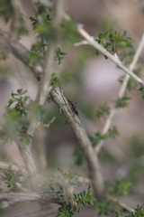 Campopleginae