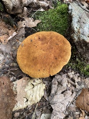 Polyporus radicatus