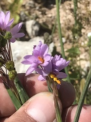 Olsynium scirpoideum