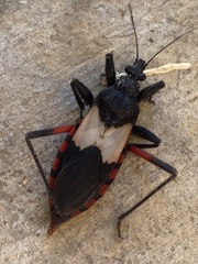 Microtomus purcis