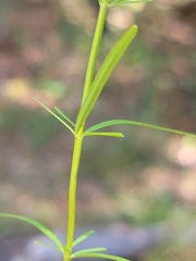 Dicerandra fumella image