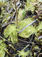 Pinguicula macroceras