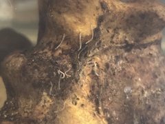 Enchytraeidae