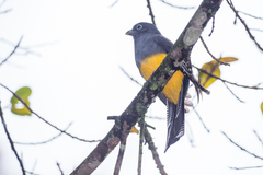 Trogon viridis