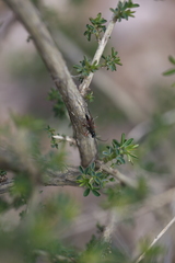 Campopleginae