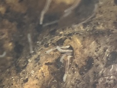 Enchytraeidae