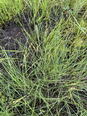 Carex kelloggii