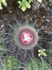 Melocactus zehntneri