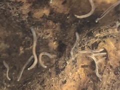 Enchytraeidae