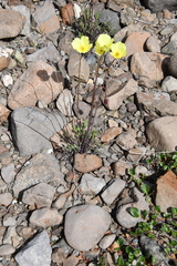 Papaver angustifolium