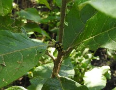 Epilachna mexicana