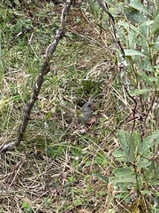 Embernagra platensis