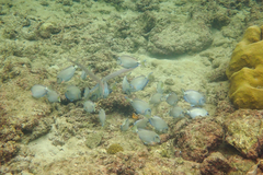 Acanthurus tractus