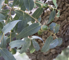 Quercus arizonica
