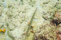 Aulostomus maculatus