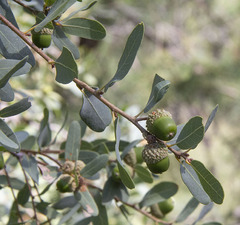 Quercus arizonica