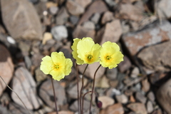 Papaver angustifolium
