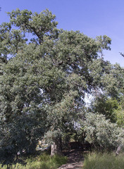 Quercus arizonica