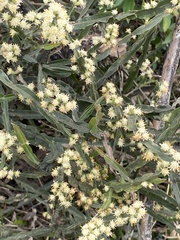Baccharis trimera