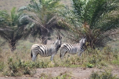 Equus quagga