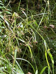 Scirpus hattorianus