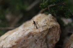 Campopleginae