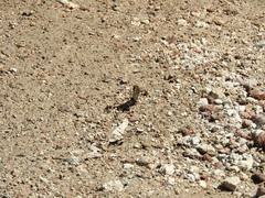 Thorybes dorantes dorantes