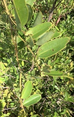 Smilax laurifolia