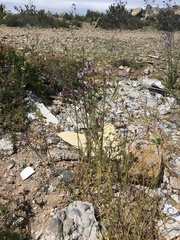 Olsynium scirpoideum