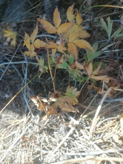 Clematis alpina sibirica