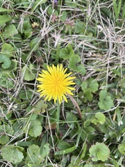 Taraxacum officinale