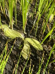 Pinguicula macroceras