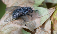 Brachycera