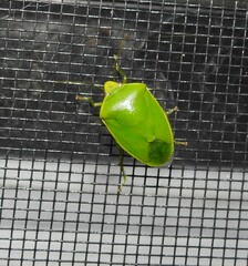 Glaucias amyoti