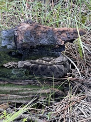 Crotalus cerberus