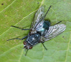Brachycera