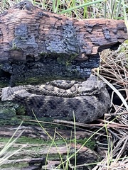 Crotalus cerberus