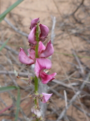 Indigofera amoena