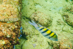 Abudefduf saxatilis