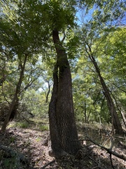 Carya texana