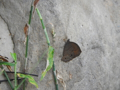 Pindis squamistriga