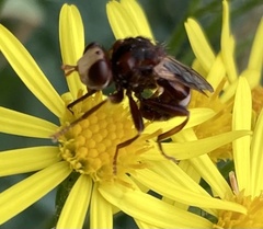 Sicus ferrugineus