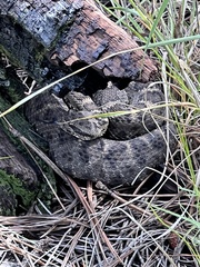 Crotalus cerberus