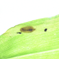 Liriomyza marginalis