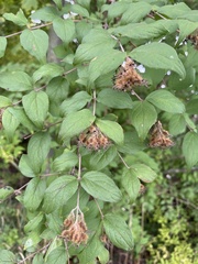 Philadelphus coronarius