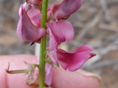 Indigofera amoena