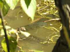 Oreochromis
