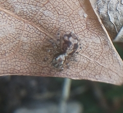 Euophryini