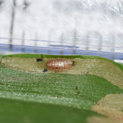 Liriomyza marginalis